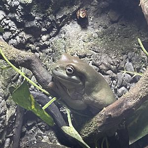 dumpy tree frog (ranoidea caerulea) (1)