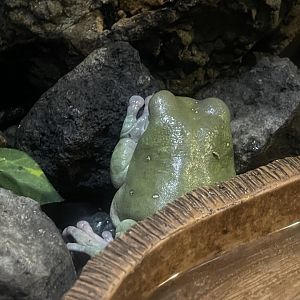 dumpy tree frog (ranoidea caerulea) (2)