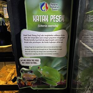 dumpy tree frog signage