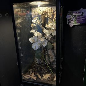 orchid mantis exhibit