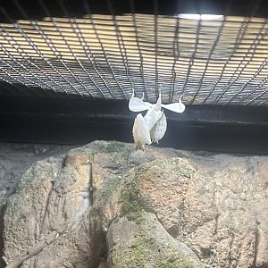 orchid-blossom mantis (hymenopus coronatus)