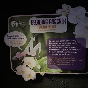 orchid-blossom mantis signage