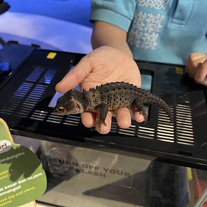 red-eyed crocodile skink (tribolonotus gracilis)