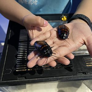 madagascar hissing cocroach (gromphadorhina portentosa)