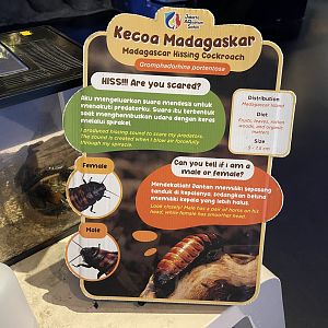 madagascar hissing cocorach signage