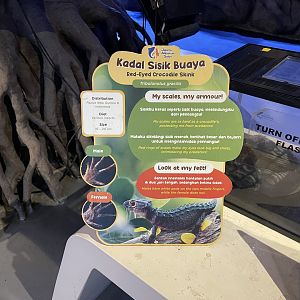red-eyed crocodile skink signage