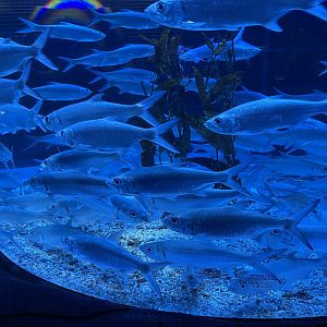 indo-pacific tarpons (megalops cyprinoides) (2)