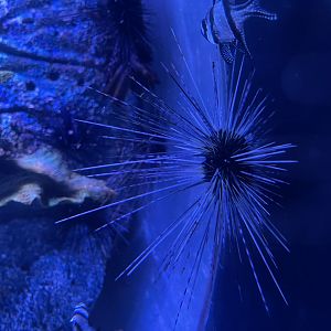 long-spined sea urchin (diadema setosum)