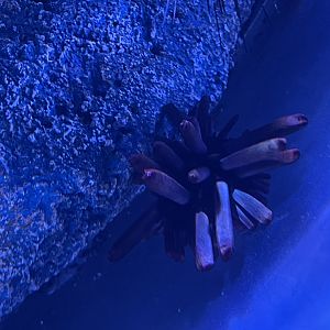 red slate pencil urchin (heterocentrotus mamillatus)