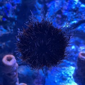 collector urchin (tripneustes gratilla)
