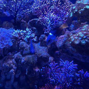 half-and-half wrasse (hemigymnus melapterus)