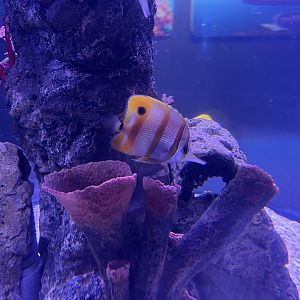 copperband butterflyfish (chelmon rostratus)