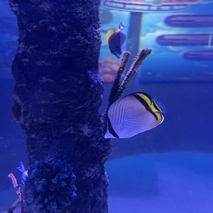 vagabond butterflyfish (chaetodon vagabundus)