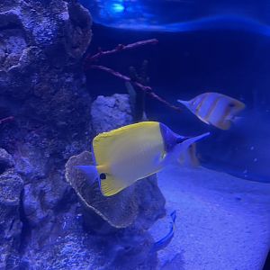 longnose butterflyfish (forcipiger longirostris)