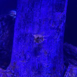 longhorn cowfish (lactoria cornuta) (1)