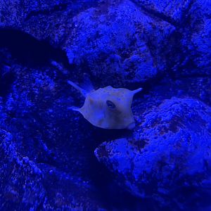 longhorn cowfish (lactoria cornuta) (2)