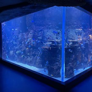 outer reef tank