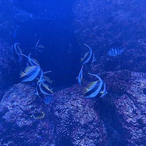 pennant coralfishes (heniochus acuminatus)