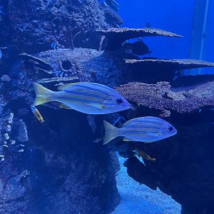 common bluestripe snapper (lutjanus kasmira)