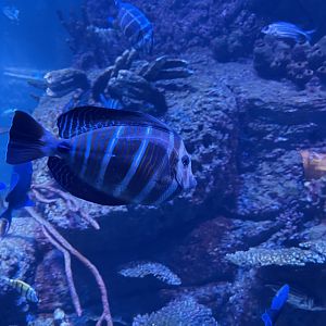 sailfin tang (zebrasoma velifer)