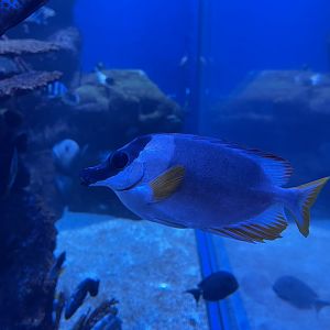 magnificent rabbitfish (siganus magnificus)
