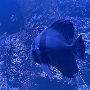 pinnate spadefish (platax pinnatus)