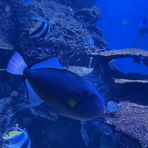 pinktail triggerfish (melichthys vidua)