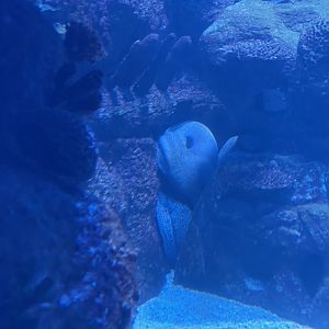 giant moray (gymnothorax javanicus)