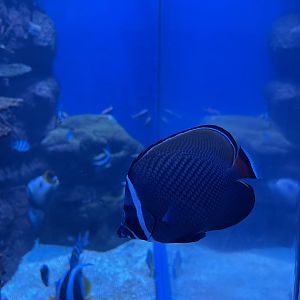 red-tailed butterflyfish (chaetodon collare)