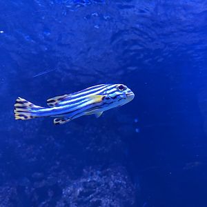 indian ocean oriental sweetlips (plectorhinchus vittatus)
