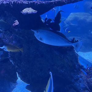 whitemargin unicornfish (naso annulatus)