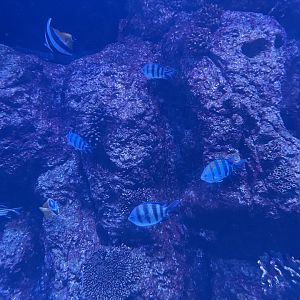 indo-pacific sergeants (abudefduf vaigiensis)