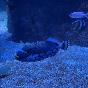 clown triggerfish (balistoides conspicillum)