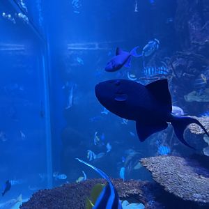 redtoothed triggerfish (odonus niger)