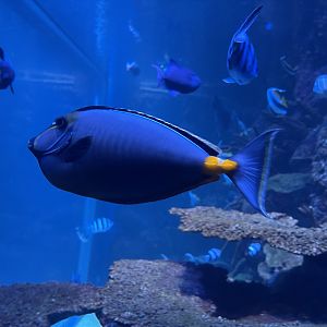 orangespined unicornfish (naso lituratus)
