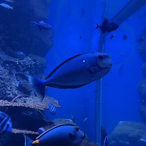 bignose unicornfish (naso vlamingii)