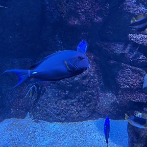 ringtail surgeonfish (acanthurus blochii)