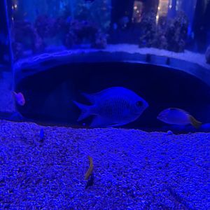 clouded damselfish (amblyglyphidodon curacao)