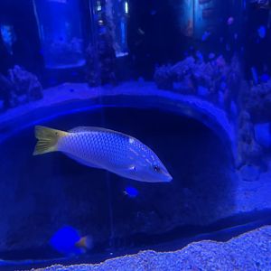 checkerboard wrasse (halichoeres hortulanus)