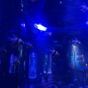 pajama cardinalfish (sphaeramia nematoptera)