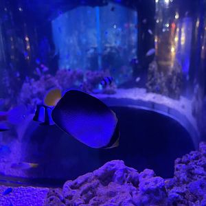 vermiculated angelfish (chaetodontoplus mesoleucus)