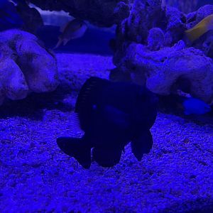 threespot dascyllus (dascyllus trimaculatus)