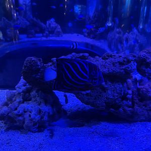 bluering angelfish (pomacanthus annularis)