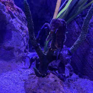 tiger tail seahorses (hippocampus comes)