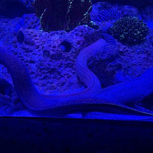 yellow-edged moray eels (gymnothorax flavimarginatus)