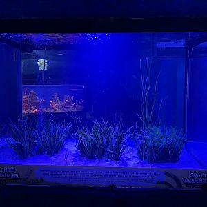 garden eel tank