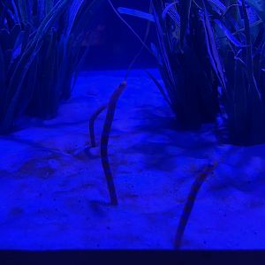 orange-barred garden eels (gorgasia preclara)