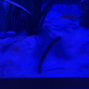 spotted garden eel (heteroconger hassi)