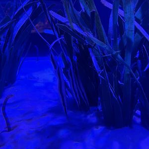 razorfish (aeoliscus strigatus)