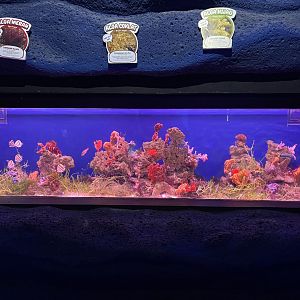 seaweed tank